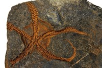 Ophiure protastérides